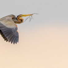 Natuurmonumenten-Gertjan-van-der-Kooij-purper in lucht Natuurmonumenten-Gertjan-van-der-Kooij-purper in lucht