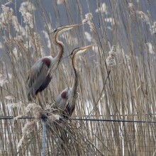 Natuurmonumenten-Luc-Hoogenstein-purpers op raster Natuurmonumenten-Luc-Hoogenstein-purpers op raster