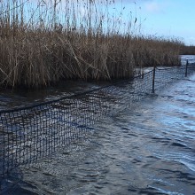 Rietafrastering Naardermeer feb2022 - Natuurmonumenten Rietafrastering Naardermeer feb2022 - Natuurmonumenten