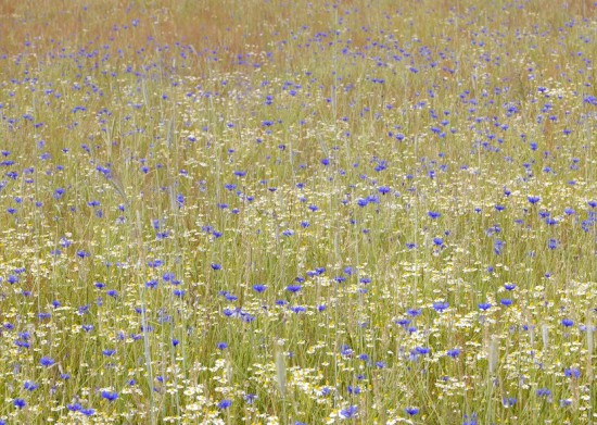 Bloemrijke akkers op 's-Gravelandse Buitenplaatsen Bloemrijke akkers op 's-Gravelandse Buitenplaatsen