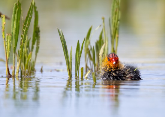 Fotowedstrijd IVN 60 jaar: Lente in het Gooi