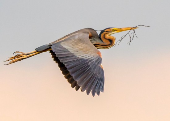 Riet beschermen voor broedplek zeldzame purperreiger Naardermeer Riet beschermen voor broedplek zeldzame purperreiger Naardermeer