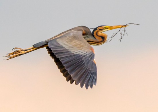 Riet beschermen voor broedplek zeldzame purperreiger Naardermeer