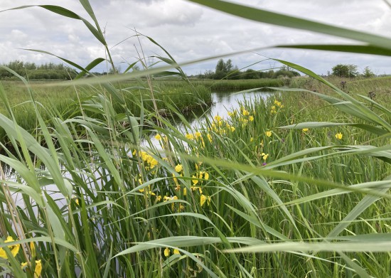 Info-avond natuurontwikkeling Schil Naardermeer op 10 oktober