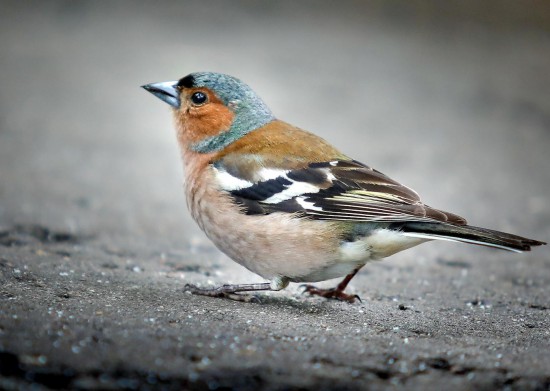 Onderzoek beschermde diersoorten en verduurzamen