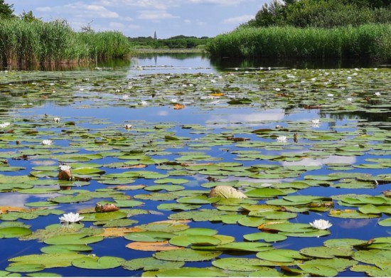Het ontstaan van Nederland en het Nederlandse veenlandschap Het ontstaan van Nederland en het Nederlandse veenlandschap