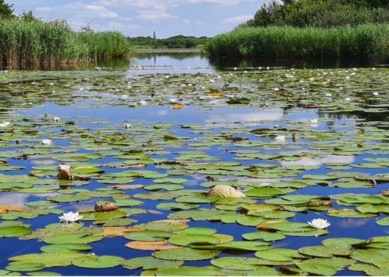 Het ontstaan van Nederland en het Nederlandse veenlandschap